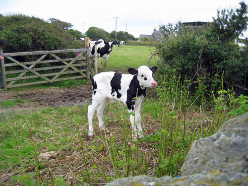 Day-old calf at Rhoscolyn1