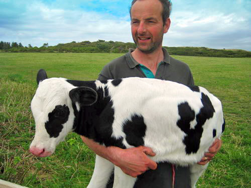 Day-old calf at Rhoscolyn2