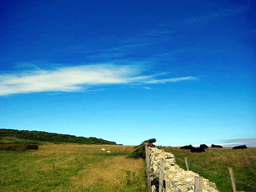 Rhoscolyn coastal walk10