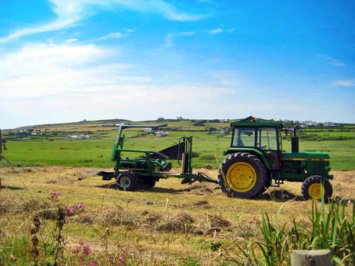 Rhoscolyn fields3