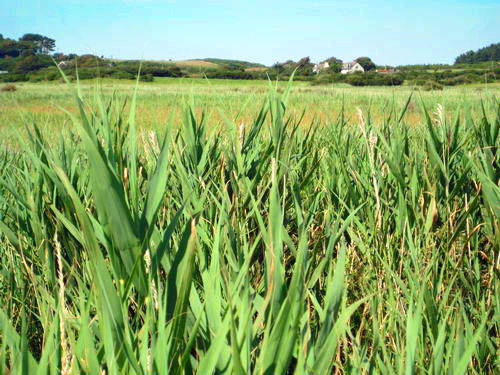 Reeds near Rhoscolyn beach