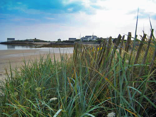 Reeds at Rhoscolyn Beach