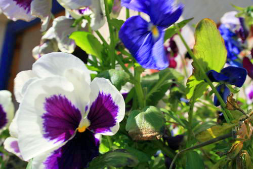 Pansies at Y Stabl