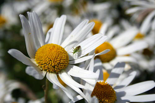 Rhoscolyn wild flowers1