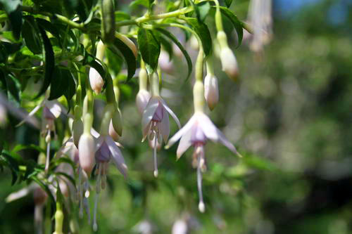 Fuschias