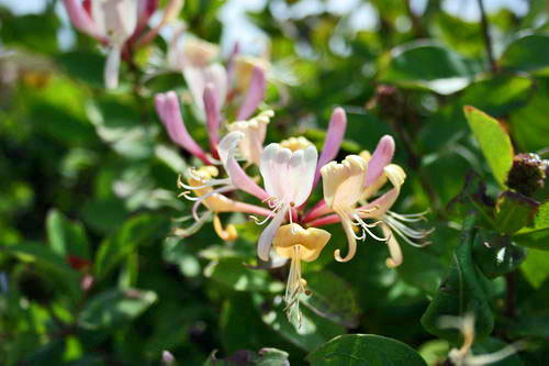 Honeysuckle