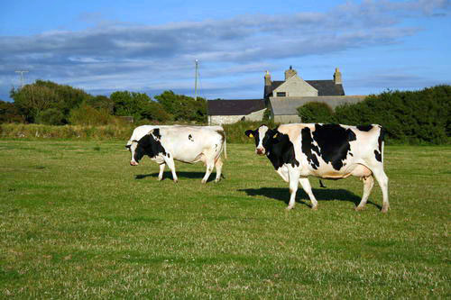 Cows in field