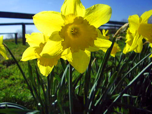 Daffodils