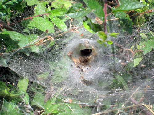 spider web