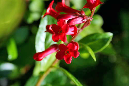 honeysuckle